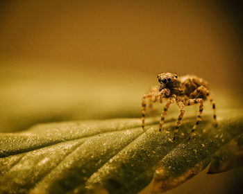 Macro shot of a spider on a leaf, with water droplets a lot of details on this yellow colored photo