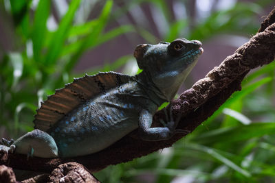 Close-up of a lizard on tree