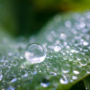 Close-up of water drops on leaf