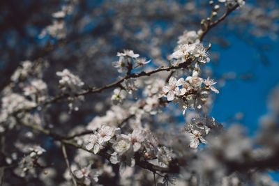 Close-up of cherry blossoms on tree