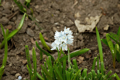 High angle view of white flowering plant on field