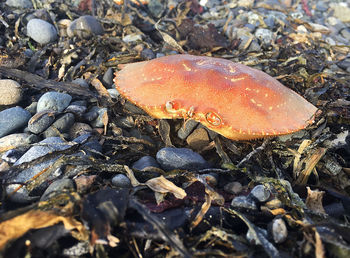 High angle view of crab on beach