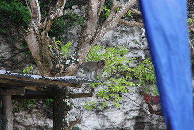 View of a cat on tree trunk