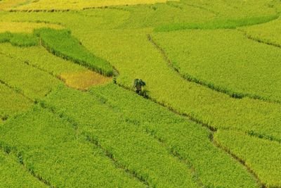 Scenic view of agricultural field