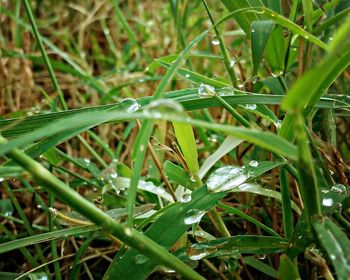 Close-up of water drops on grass