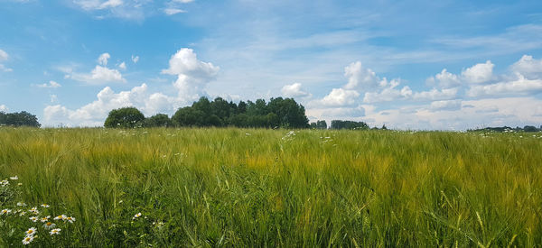 Scenic view of agricultural field against sky