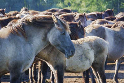 Horses standing in ranch