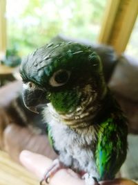 Close-up of human eye