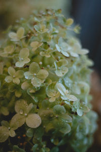 Close-up of flowers