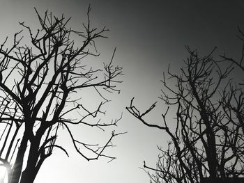 Low angle view of bare tree against clear sky