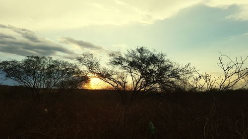 Silhouette of trees at sunset