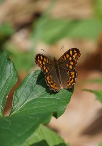 Close-up of butterfly on leaf