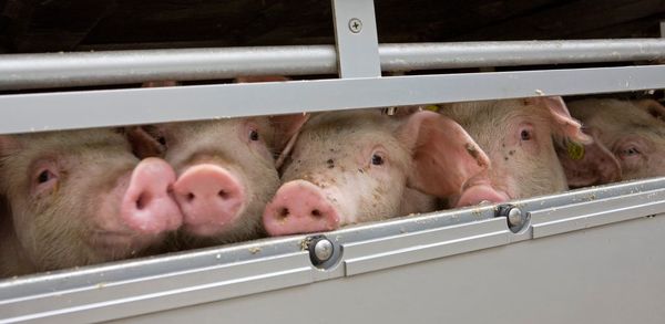 Pig transport. pigs in truck. 