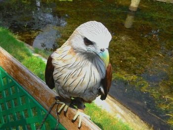 High angle view of bird perching on water