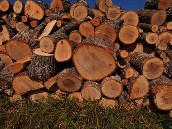 Stack of logs in forest