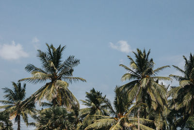 Low angle view of palm trees against sky