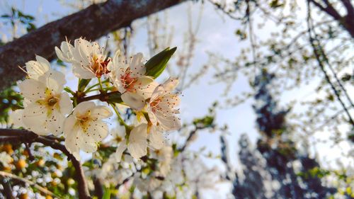 Low angle view of cherry blossoms blooming outdoors