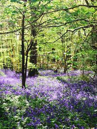 Purple flowers on tree