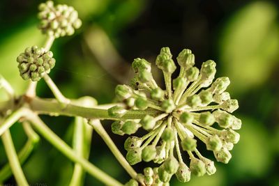 Close-up of flower buds growing outdoors