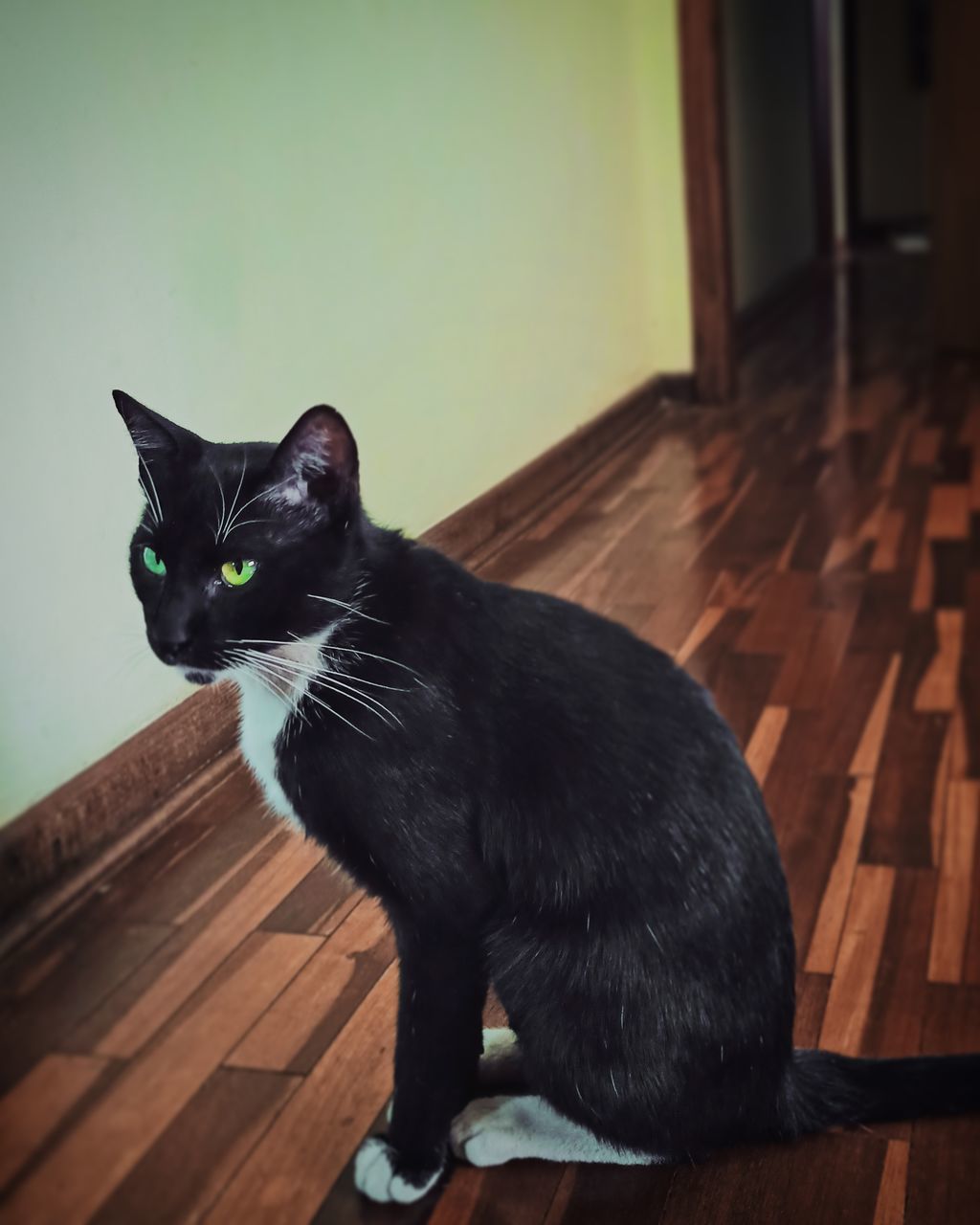 PORTRAIT OF BLACK CAT ON FLOOR AT HOME