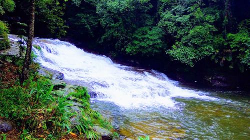 Stream flowing amidst trees in forest