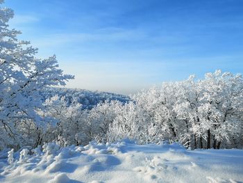 Snow covered trees against blue sky