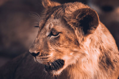 Close-up of lioness
