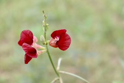 Close-up of red rose against blurred background