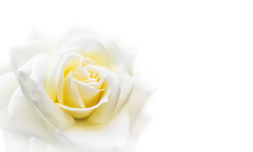 Close-up of rose against white background