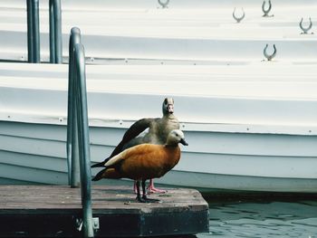 Close-up of bird perching on water