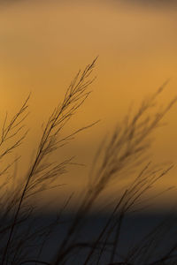 Close up of tall grass blowing in the wind on a beach with orange sky background