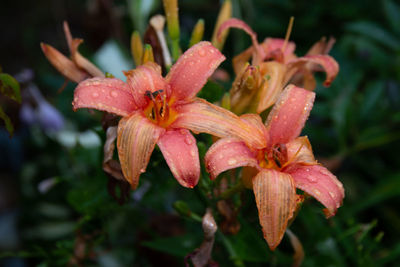 Close-up of water drops on red day lily