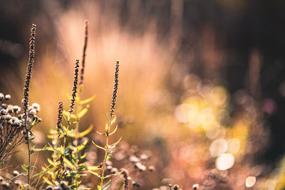 Close-up of plants growing on field