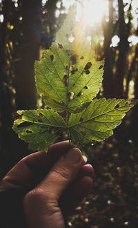 Close-up of hand holding leaves