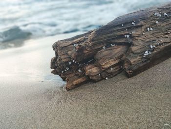 High angle view of wood on beach