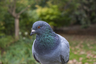 Close-up of pigeon on field