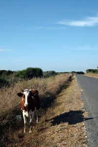 Cows on field against sky