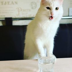 White cat on table