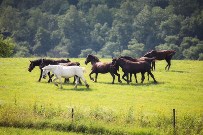 Horses in a field