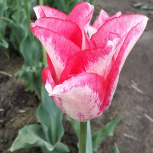 Close-up of pink rose