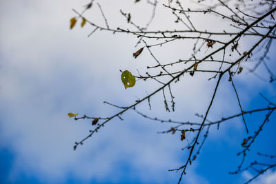 Low angle view of bird perching on branch