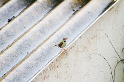 Bird perching on wall