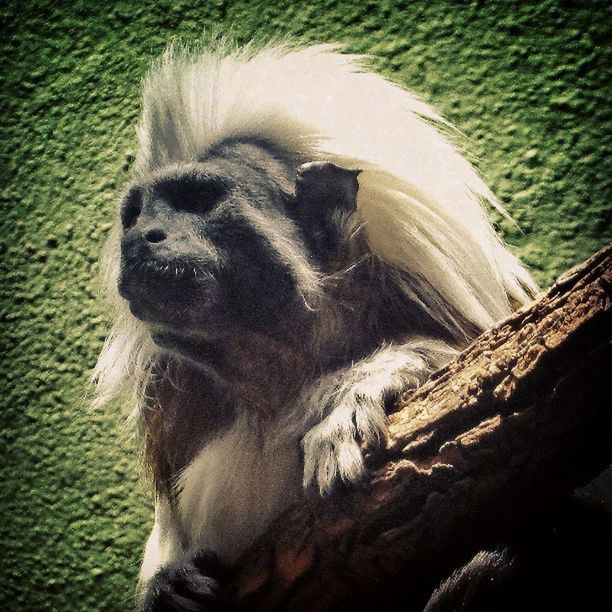Birminghamzoo