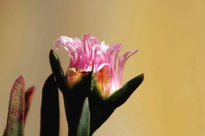 Close-up of pink flower over white background