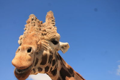 Low angle view of tree against blue sky