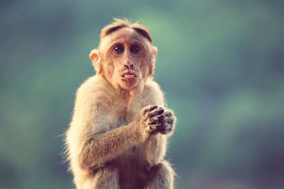 Portrait of monkey against blurred background