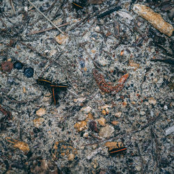 High angle view of insect on rock