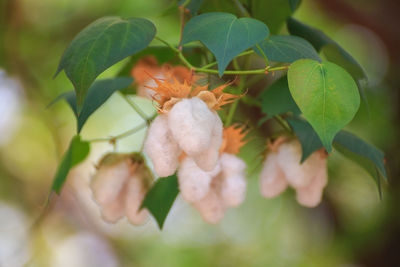 Close-up of flowering plant