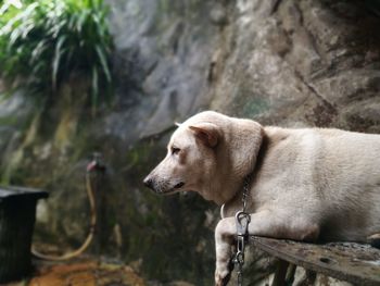 Close-up side view of dog with metallic leash