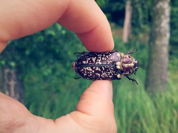 Cropped image of hand holding beetle in forest